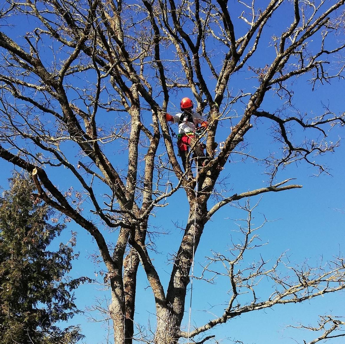 scierie scions scions du bois - élagueur au travail dans un arbre en limousin Haute Vienne 87