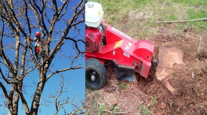 scions scions du bois - élagage d'un arbre et comment fonctionne un rogneuse de souche en limousin (87)